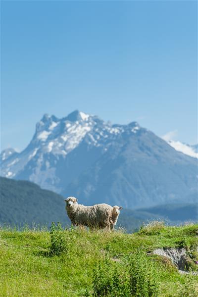 گوسفندی که در پس زمینه کوه برف به دوربین نگاه می کند
