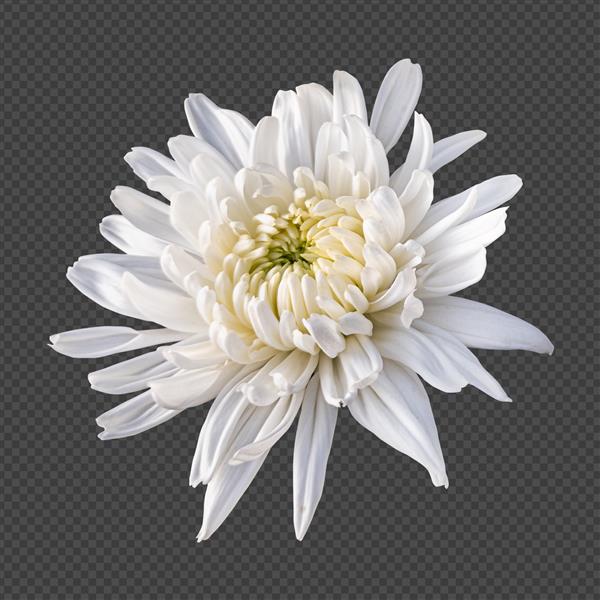 رندر جداگانه گل داودی سفید