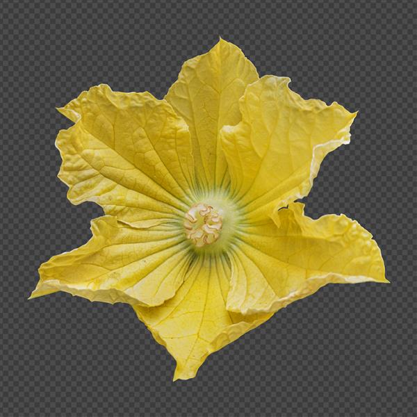 گل کدو موم زرد رندر جدا شده