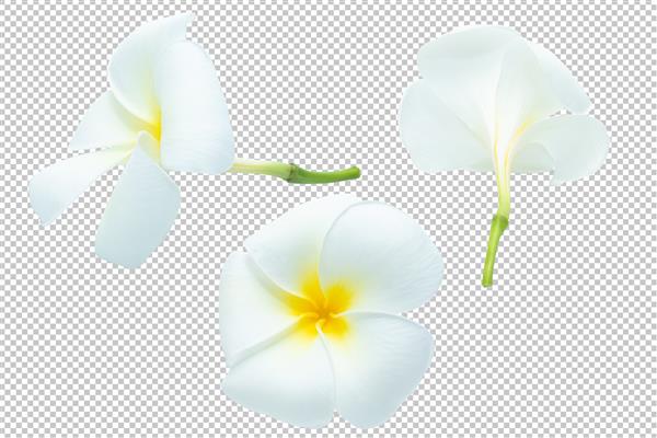 سفید زرد رنگ پلومریا شفافیت گل