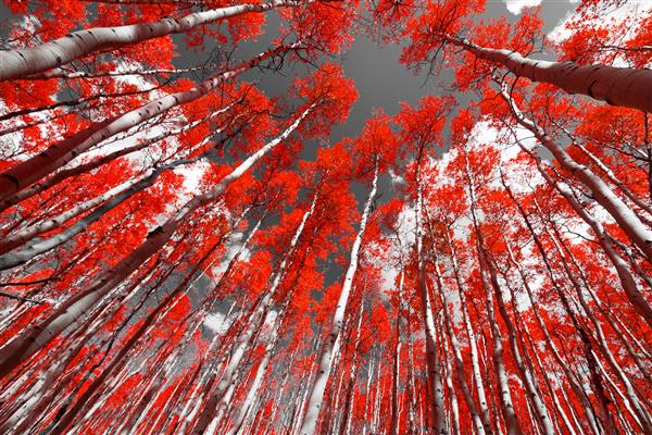 جنگل درختان قرمز در پس زمینه سیاه و سفید