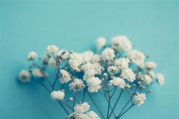ژیپسوفیلا گل‌های تنفس کودک توده‌های سبک و هوادار از گل‌های سفید کوچک