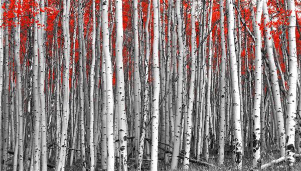 برگ های قرمز در منظره جنگلی سیاه و سفید