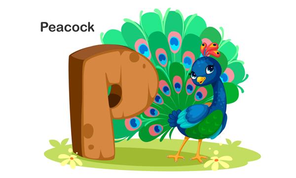 P برای طاووس