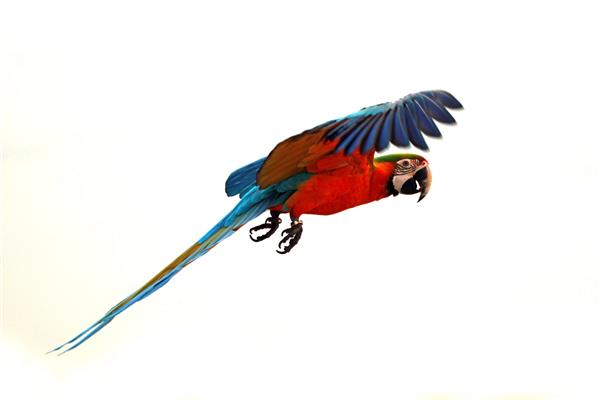 ماکائوی سرخ ماکائو آرا ماکائو که در آسمان پرواز می کند طوطی های بزرگی که در شکل گیری روی آسمان پرواز می کنند