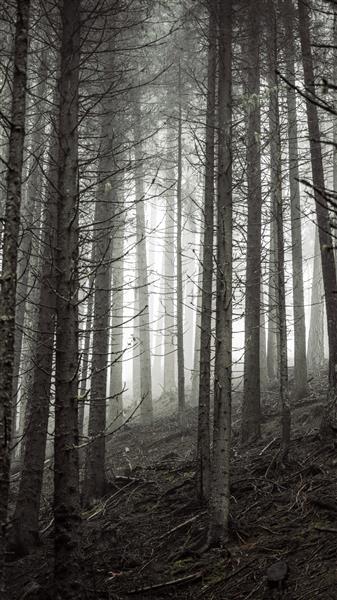 تابش نور خورشید از میان جنگل های مه آلود کاغذ دیواری تلفن همراه