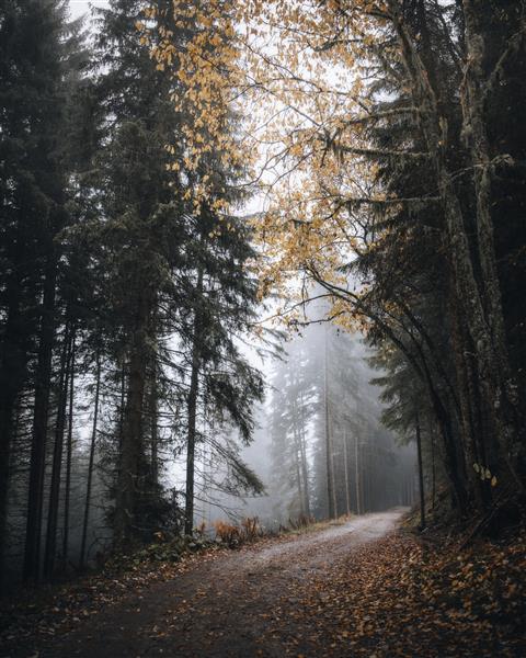مسیری در جنگل مه آلود