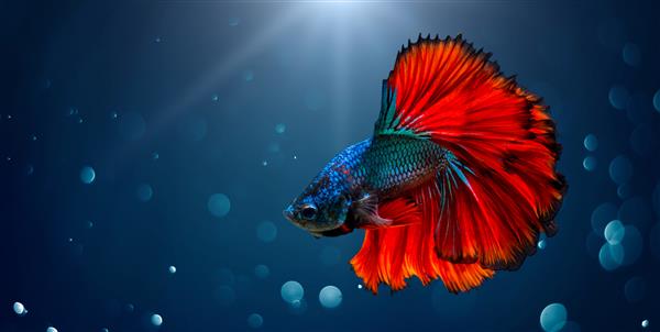 پس زمینه نور آبی قرمز ماهی مبارزه با بوکه