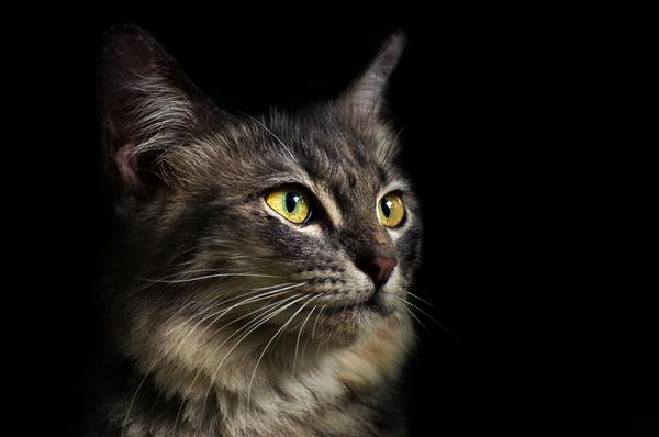 گربه خاکستری سیاه پرتره گربه سیاه صورت در مقابل چشم زرد است