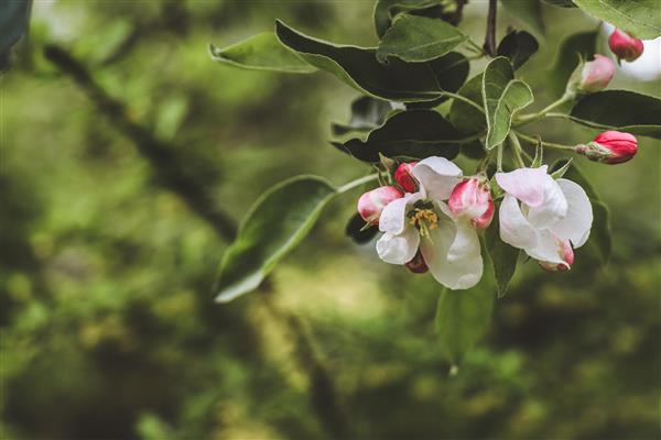 منظره بهاری از شکوفه های درخت سیب با مکانی برای نوشتن متن