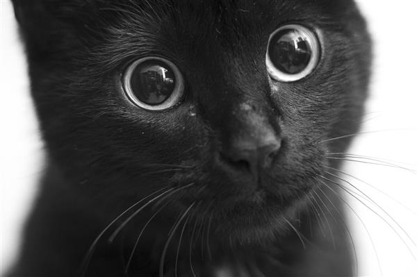 عکس نزدیک در مقیاس خاکستری از یک گربه سیاه با چشمان زیبا