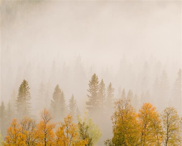 منظره درختان با برگ های رنگارنگ در جنگلی پوشیده از مه
