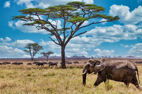 عکس نزدیک از یک فیل بامزه که روی علف های خشک در بیابان راه می رود