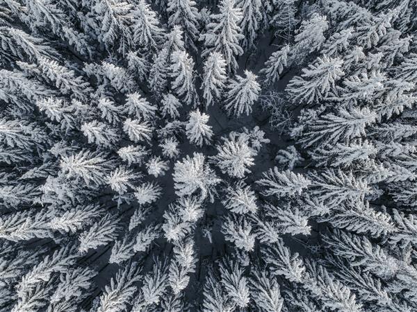 نمای هوایی از منظره زیبای زمستانی با درختان صنوبر پوشیده از برف