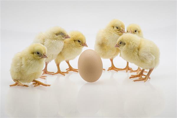 عکس نزدیک از جوجه های بچه ناز در نزدیکی یک تخم مرغ روی یک سطح سفید