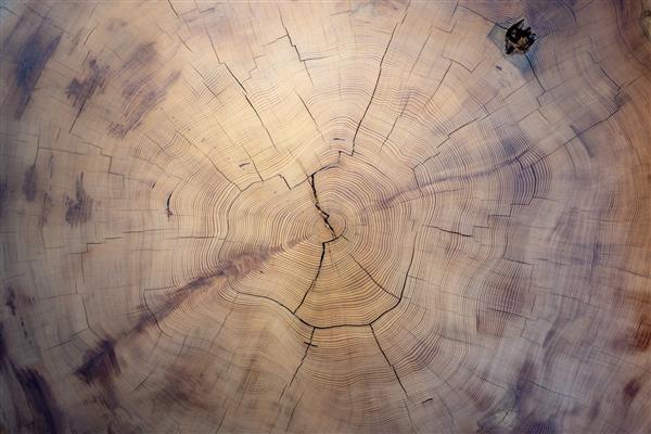 سطح برش درخت چوبی قدیمی