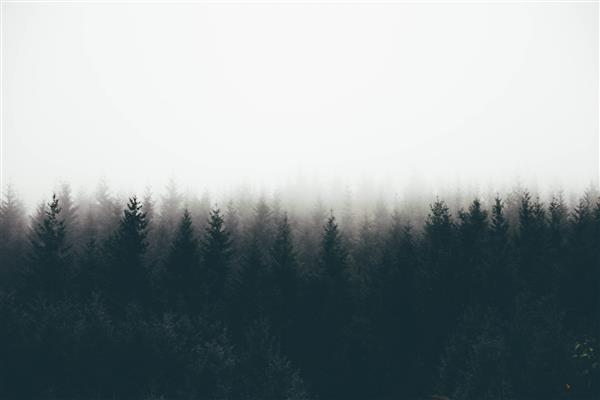 عکس زیبا از یک جنگل انبوه در مه با درختان کاج و فضای سفید برای متن