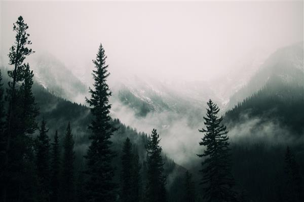 درختان بلند در جنگل در کوه های پوشیده از مه