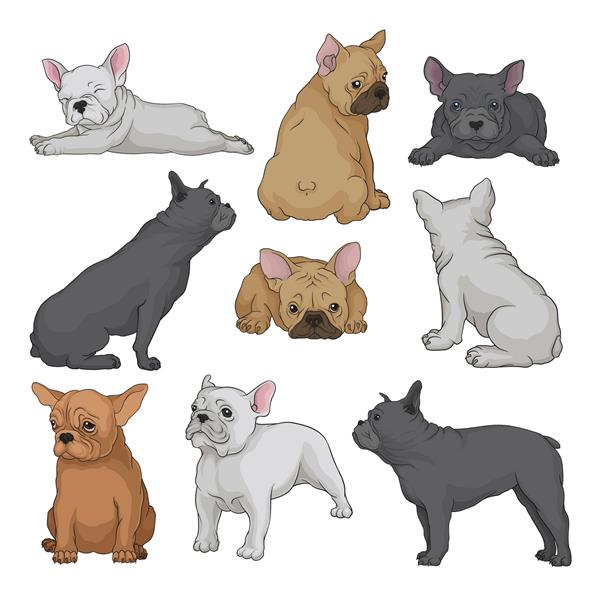 ست کارتونی توله سگ بوستون تریر در حالت های مختلف سگ خانگی کوچک با پوزه چروکیده و کت صاف حیوان خانگی خانگی