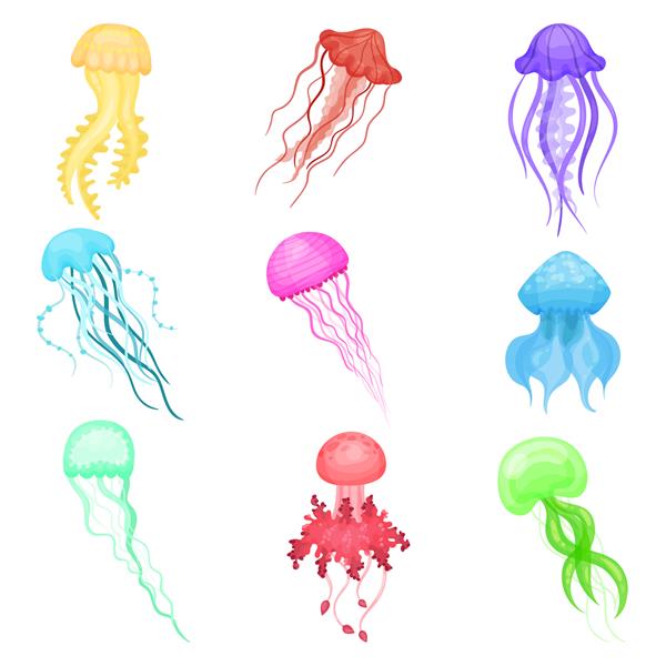 مجموعه Vectoe از چتر دریایی در رنگ های مختلف حیوانات دریایی با شاخک های بلند زندگی دریا و اقیانوس