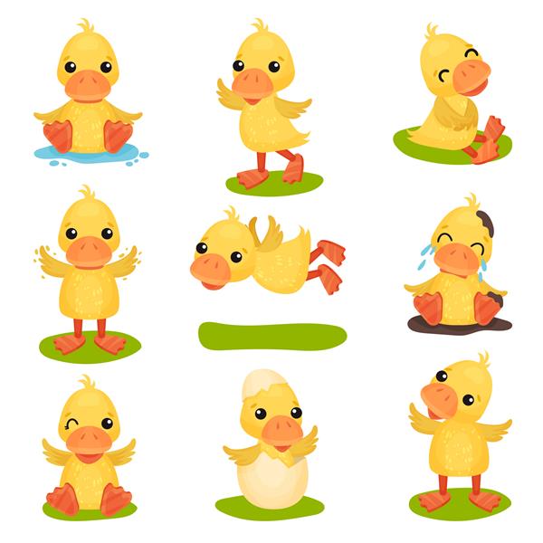 مجموعه شخصیت جوجه اردک زرد ناز اردک جوجه در حالت ها و تصاویر موقعیت های مختلف در پس زمینه سفید