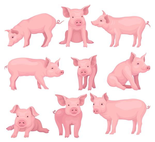 مجموعه ای از خوک ها در حالت های مختلف حیوان مزرعه زیبا با پوست صورتی پوزه سم و گوش های بزرگ دام اهلی عناصر کتاب یا پوستر برای کودکان تصاویر به سبک کارتونی