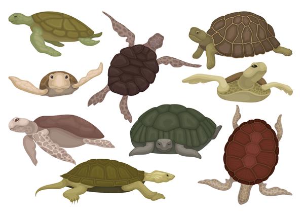 مجموعه لاک‌پشت‌های دریایی و خشکی حیوانات خزنده لاک‌پشت در تصویر نماهای مختلف در پس‌زمینه سفید