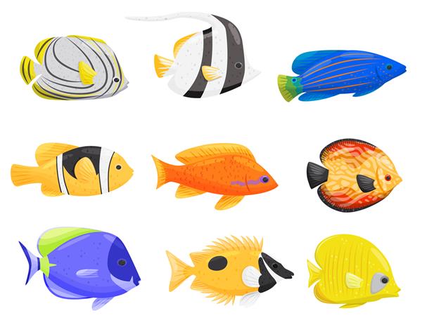 مجموعه ای از ماهی های رنگارنگ در زمینه سفید