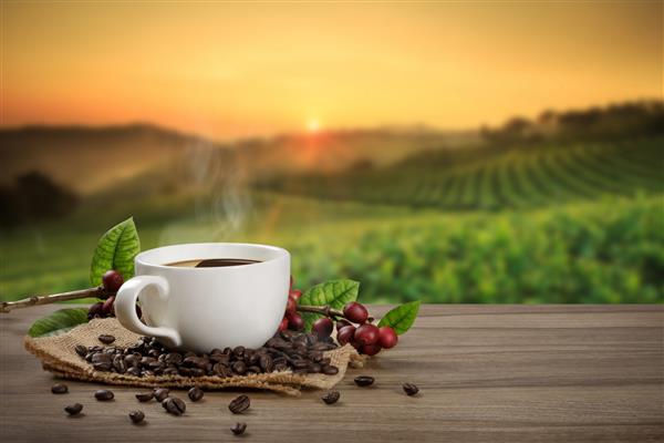 فنجان قهوه داغ با دانه‌های قهوه قرمز ارگانیک تازه و دانه‌های قهوه برشته شده روی میز چوبی و پس‌زمینه مزارع با فضای کپی برای متن شما