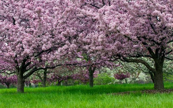 خرچنگ سیب و سایر درختان در بهار شکوفه می دهند