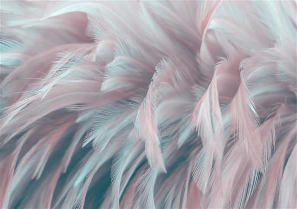 تصویر هنر طبیعت بال پرنده جزئیات طرح پاستلی نرم بافت پر مرغ کرکی سفید چرخانده شده بر روی کاغذ دیواری پس زمینه شفاف چکیده ترندها و رنگ صورتی مرجانی