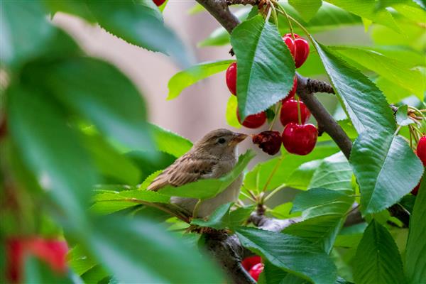 گنجشک روی درخت در تابستان پرندگان کوچک بیرون پرنده کوچک روی درخت گیلاس پرنده میوه خوار تغذیه گنجشک با گیلاس