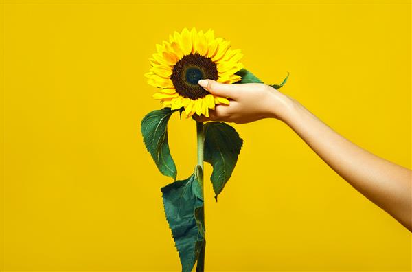 دست نزدیک یک گل آفتابگردان را در پس زمینه زرد در استودیو نگه می دارد