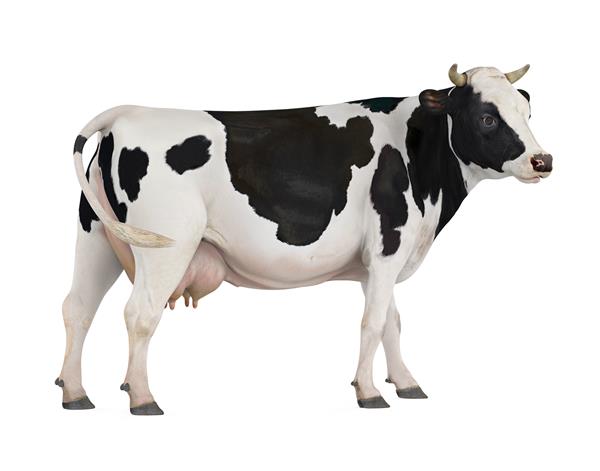 گاو جدا شده در پس زمینه سفید رندر سه بعدی