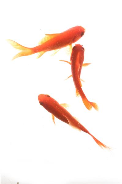 ماهی قرمز در نمای بالا پس زمینه سفید