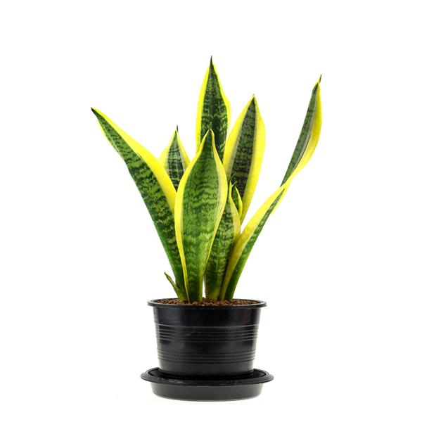 Sansevieria trifasciata جدا شده در زمینه سفید