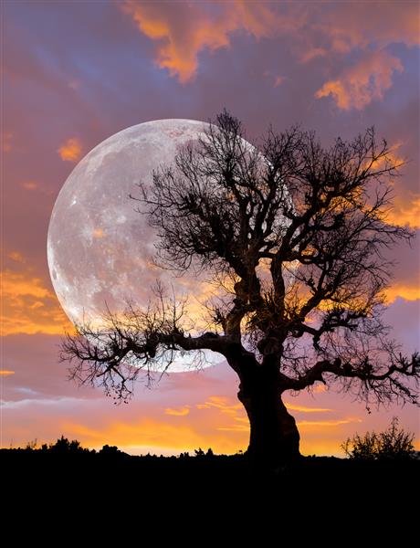 درخت تنها با ماه در بزرگترین آن که ابرماه نیز نامیده می شود عناصر این تصویر ارائه شده توسط ناسا