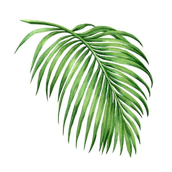 نقاشی آبرنگ نارگیل برگ نخل برگ‌های سبز جدا شده در پس‌زمینه سفید تصویر نقاشی دستی با آبرنگ برگ استوایی عجیب و غریب برای کاغذ دیواری الگوی سبک هاوایی قدیمی با مسیر برش