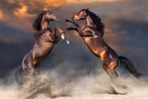 دو اسب در حال بازی و پرورش در صحرا در مقابل آسمان غروب آفتاب