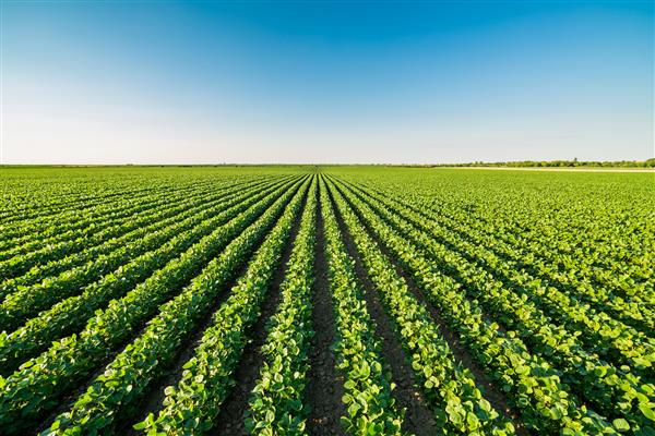 مزرعه سویا در حال رسیدن سبز چشم انداز کشاورزی