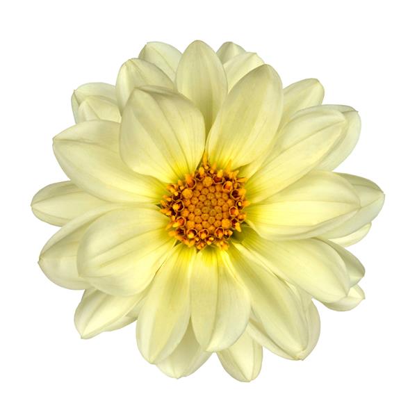 گل کوکب سفید با مرکز زرد جدا شده در زمینه سفید