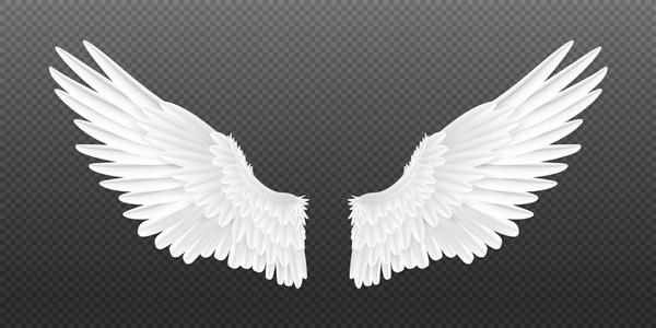 بال های فرشته واقع بینانه جفت جدا شده سفید بال شاهین الگوی طراحی بال پرنده سه بعدی مفهوم وکتور حیوان بال پردار ناز سفید روی پس زمینه شفاف