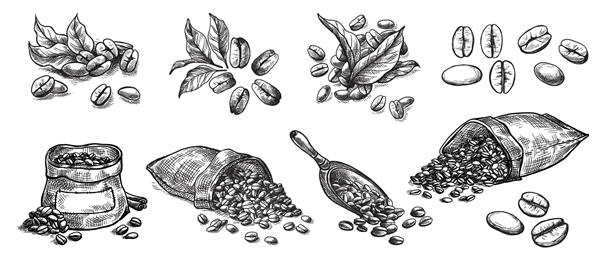 مجموعه ای از دانه های قهوه در کیسه در تصویر وکتور دستی به سبک گرافیکی