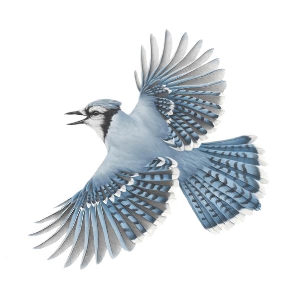 پرنده آبی در پس زمینه سفید