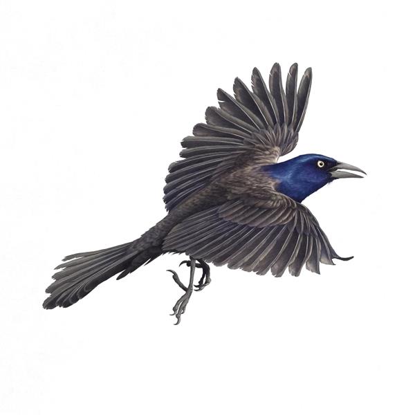 پرنده سیاه آبی در حال پرواز