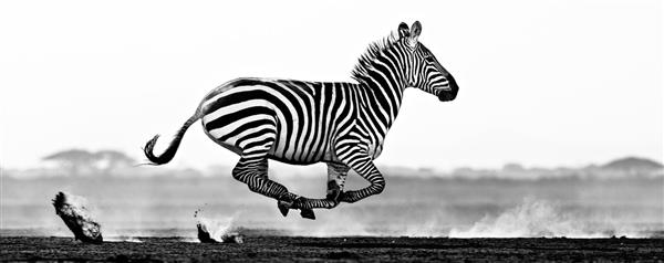 عکس سیاه و سفید گورخر در صحرا