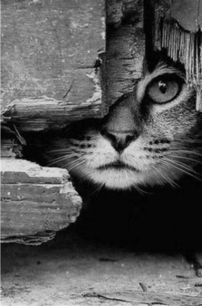 گربه ملوس تصویر سیاه و سفید