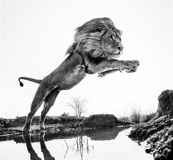 عکس سیاه و سفید پرش شیر شاه