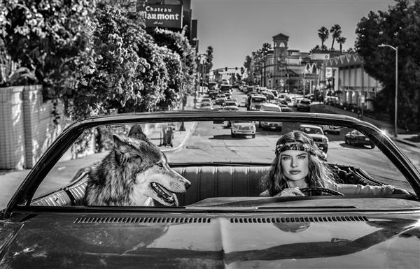 زن زیبا و گرگ در ماشین عکس سیاه و سفید ویکتوریا سکرت