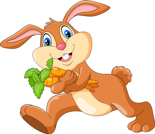 خرگوش ناز هویج جدا شده روی سفید را نگه می دارد